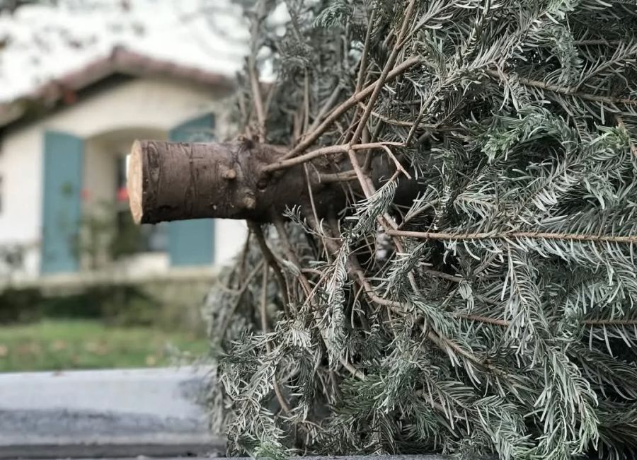 Campanie de colectare a brazilor de Crăciun, în Pitești!