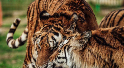 ZOO Pitești este deschis de 1 Mai