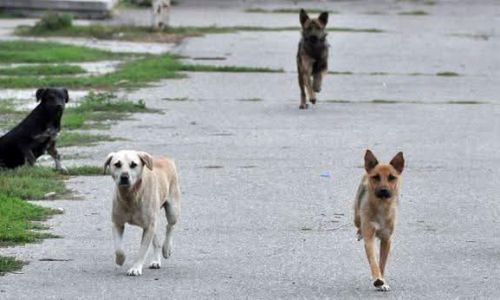 La Pitești va fi organizată o acțiune de strângere a câinilor fără stăpân