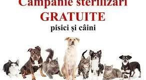 În comuna Bălilești va fi organizată o campanie gratuită de sterilizare a câinilor și pisicilor