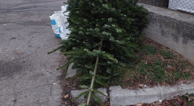 SEdC Mioveni colectează gratuit brazii de Crăciun!