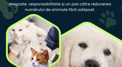 În comuna Bradu va fi organizată o campanie de sterilizare a câinilor și pisicilor!