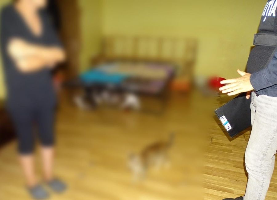 Percheziţie în Piteşti! O femeie avea 41 de pisici într-un apartament