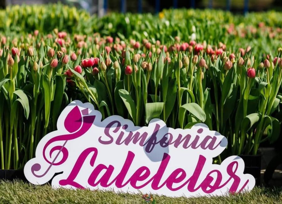 Vezi când va avea loc ediția din acest an a Simfoniei Lalelelor