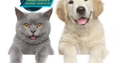 În comuna Corbi va fi organizată o campanie de sterilizare GRATUITĂ a animalelor de companie!