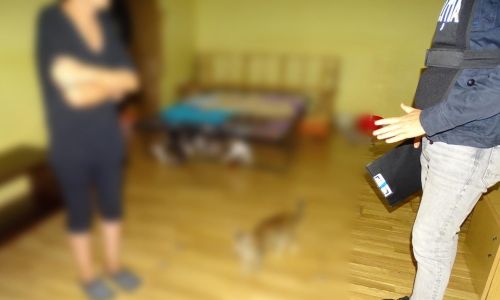 Percheziţie în Piteşti! O femeie avea 41 de pisici într-un apartament