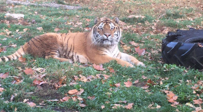Grădina Zoologică Piteşti trece la programul de iarnă