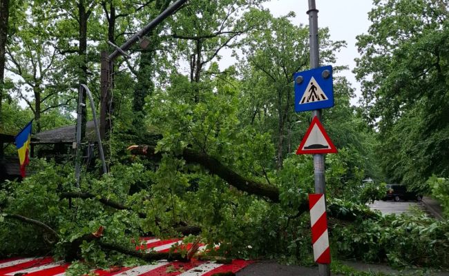 Intervenție de URGENȚĂ în Pitești! Copaci căzuți pe mașini!