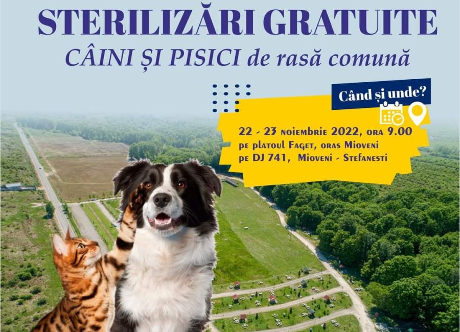 Acțiune de sterilizare gratuită a câinilor și pisicilor la Mioveni