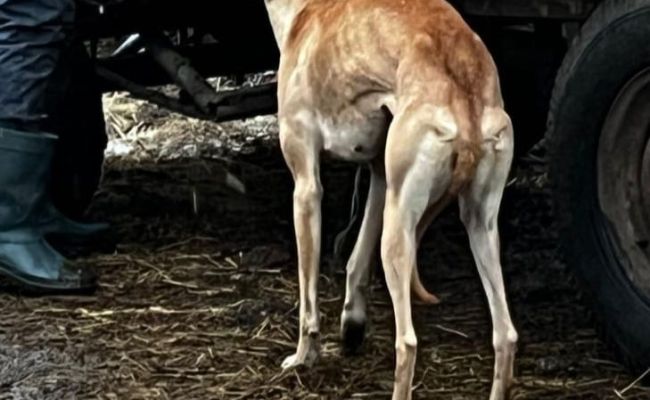 PERCHEZIȚII în Argeș! Persoane bănuite de BRACONAJ