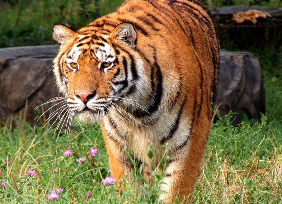 Zoo Pitești este deschisă spre vizitare, în mini-vacanța de 1 Decembrie!