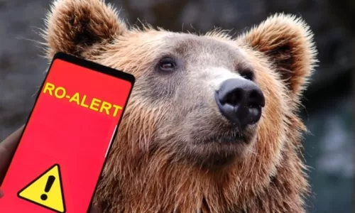 ACUM! Ursul a ATACAT în Argeș! Fată de 18 ani, RĂNITĂ!
