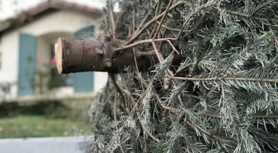 Campanie de colectare a brazilor de Crăciun, în Pitești!
