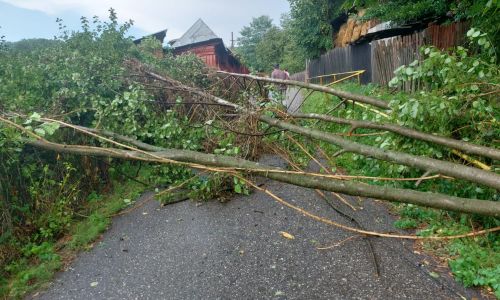 Copaci puşi la pământ de furtună în Argeş