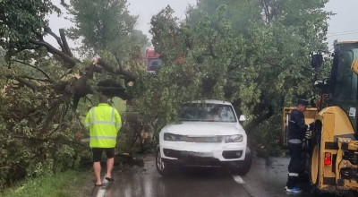 ACUM! Furtuna face PRĂPĂD în Argeș! Un copac a CĂZUT peste o MAȘINĂ!
