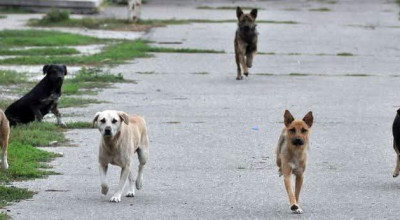 La Pitești va fi organizată o acțiune de strângere a câinilor fără stăpân