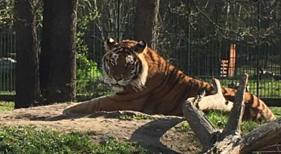 Programul Grădinii Zoologice Pitești în perioada următoare