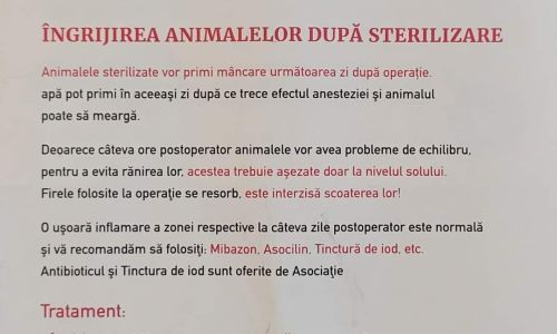 Acțiune de sterilizare a câinilor și pisicilor în comuna Bălilești