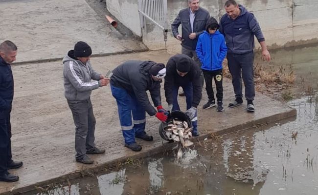 Lacurile din comuna Bradu au fost repopulate!