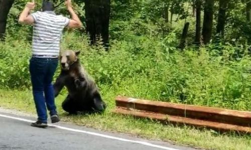 ACUM! Bărbat MUȘCAT de URS în Argeș!