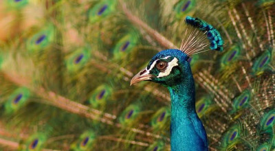 Program special la Grădina Zoologică Pitești, în perioada 1 – 4 mai 2025!