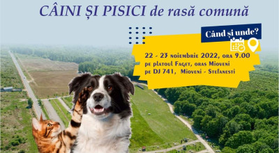 Acțiune de sterilizare gratuită a câinilor și pisicilor la Mioveni