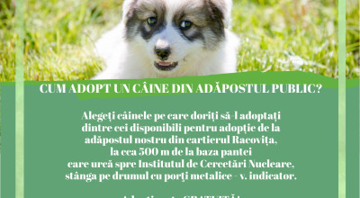 Doriți să adoptați un câine? Iată ce trebuie să faceți