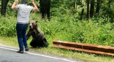 ACUM! Bărbat MUȘCAT de URS în Argeș!