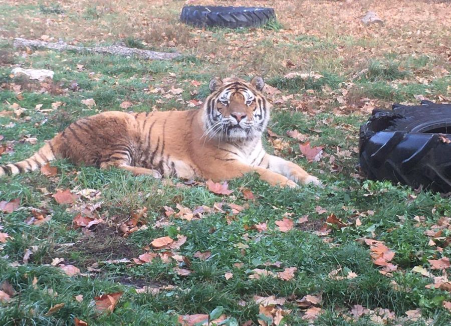Grădina Zoologică Piteşti trece la programul de iarnă
