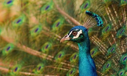 Program special la Grădina Zoologică Pitești, în perioada 1 – 4 mai 2025!