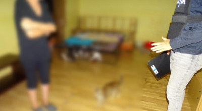 Percheziţie în Piteşti! O femeie avea 41 de pisici într-un apartament
