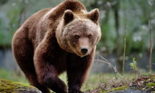 ACUM! Bărbat ATACAT de URS într-o pădure din Argeș