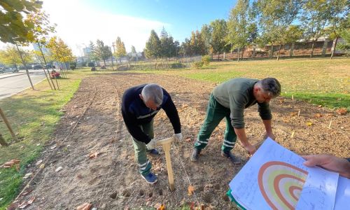 Piteştiul, oraşul din România cu cei mai mulţi bubli de lalea plantaţi