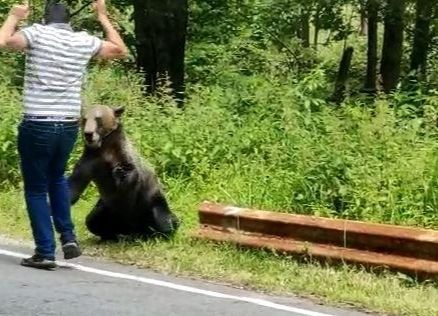 ACUM! Persoană ATACATĂ de URS la Vidraru