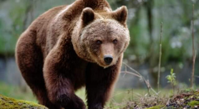 ACUM! Bărbat ATACAT de URS într-o pădure din Argeș