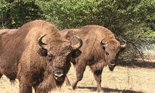 Intrare GRATUITĂ la Grădina Zoologică Pitești
