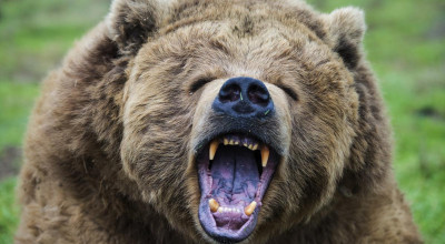 ACUM! Cioban ATACAT de URS în Argeș!