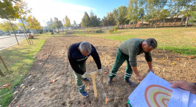 Piteştiul, oraşul din România cu cei mai mulţi bubli de lalea plantaţi