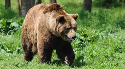 Minor ATACAT de URS pe Transfăgărășan