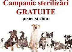 În comuna Bălilești va fi organizată o campanie gratuită de sterilizare a câinilor și pisicilor