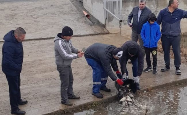 Lacurile din comuna Bradu au fost repopulate!